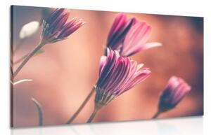 Obraz jemné růžové kopretiny - 90x60 cm