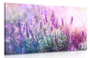Obraz kouzelné květy levandule - 60x40 cm