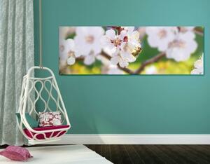 Obraz květy stromu v jarním období - 120x40 cm