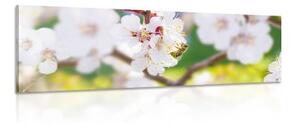 Obraz květy stromu v jarním období - 120x40 cm