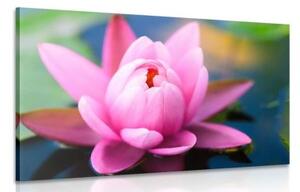 Obraz nádherný růžový květ na jezeře - 60x40 cm