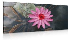 Obraz očarující lotosový květ - 100x50 cm