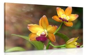 Obraz oranžová orchidej - 120x80 cm