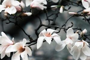Obraz probouzející se magnolie - 60x40 cm