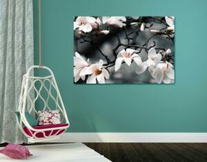 Obraz probouzející se magnolie - 60x40 cm