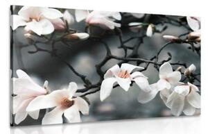 Obraz probouzející se magnolie - 90x60 cm