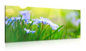 Obraz květiny na louce v jarním období - 100x50 cm