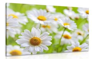 Obraz jarní louka plná květin - 60x40 cm