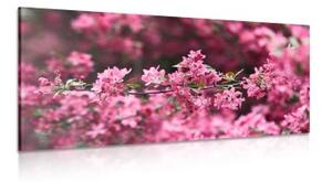 Obraz detailní květiny třešně - 100x50 cm