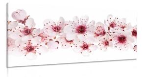Obraz třešňové květy - 100x50 cm