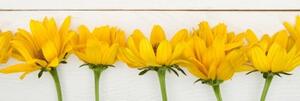 Obraz nádherné žluté květy - 150x50 cm