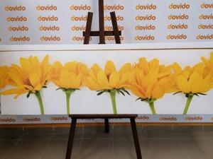 Obraz nádherné žluté květy - 150x50 cm