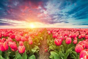 Obraz východ slunce nad loukou s tulipány - 60x40 cm
