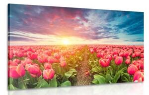 Obraz východ slunce nad loukou s tulipány - 120x80 cm