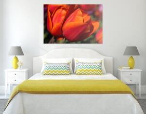 Obraz nádherné tulipány na louce - 120x80 cm