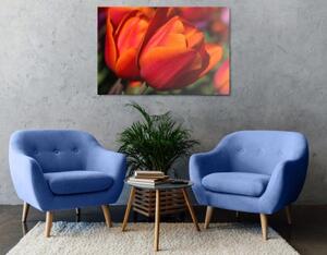 Obraz nádherné tulipány na louce - 120x80 cm