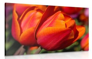 Obraz nádherné tulipány na louce - 90x60 cm