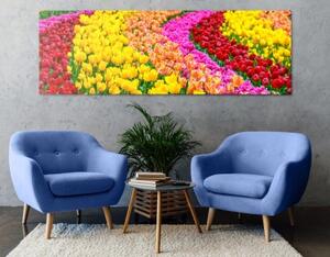 Obraz pestrobarevné tulipány - 120x40 cm