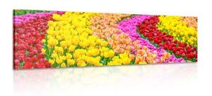 Obraz pestrobarevné tulipány - 120x40 cm