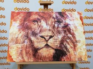 Obraz tvář lva - 60x40 cm