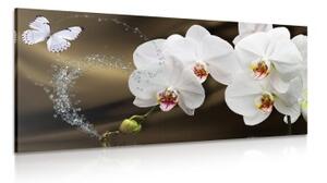 Obraz orchidej a motýl - 100x50 cm