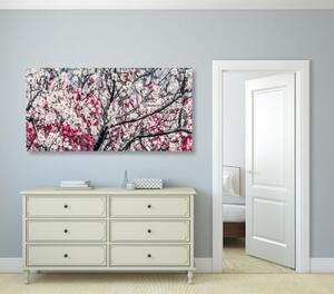 Obraz květiny broskve - 100x50 cm