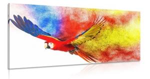 Obraz let papouška - 100x50 cm