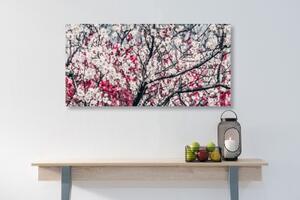 Obraz květiny broskve - 100x50 cm
