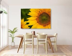 Obraz žlutá slunečnice - 120x80 cm