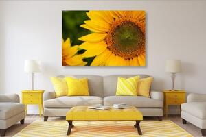 Obraz žlutá slunečnice - 60x40 cm