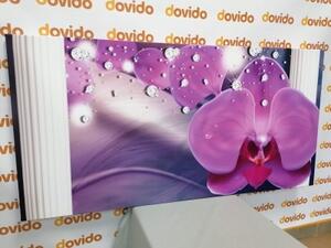 Obraz orchidej při řeckých sloupech - 100x50 cm