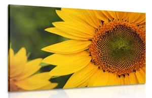 Obraz žlutá slunečnice - 90x60 cm