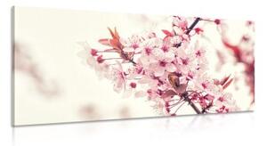 Obraz růžové květy třešně - 100x50 cm