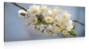 Obraz kvetoucí větvičku třešně - 100x50 cm
