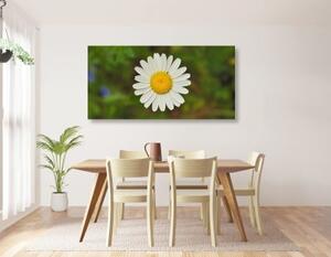 Obraz květ kopretiny - 100x50 cm