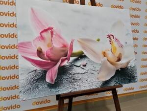 Obraz dva barevné květy orchideje - 60x40 cm