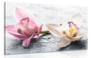 Obraz dva barevné květy orchideje - 120x80 cm