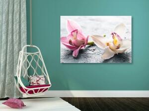 Obraz dva barevné květy orchideje - 60x40 cm