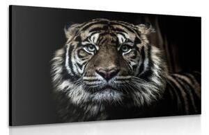 Obraz tygr - 60x40 cm