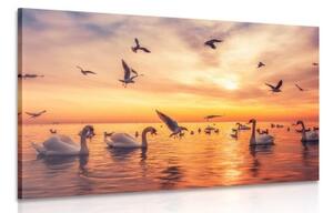 Obraz labutě na moři - 90x60 cm
