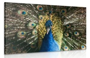 Obraz páv v plné kráse - 120x80 cm