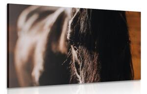 Obraz majestátní kůň - 120x80 cm