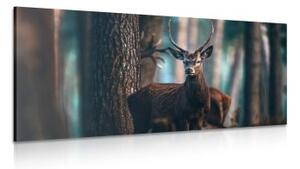 Obraz jelen v lese - 100x50 cm