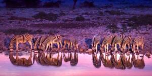 Obraz zebry v safari - 100x50 cm