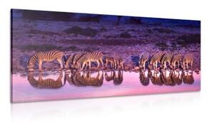 Obraz zebry v safari - 100x50 cm
