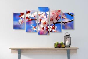 5-dílný obraz třešňový květ - 100x50 cm