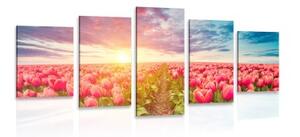 5-dílný obraz východ slunce nad loukou s tulipány - 100x50 cm