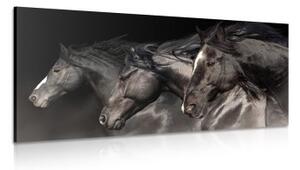 Obraz tři cválající koně - 100x50 cm