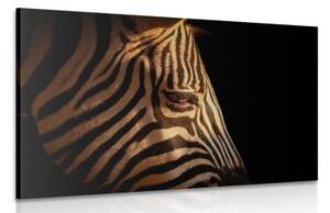 Obraz portrét zebry - 120x80 cm