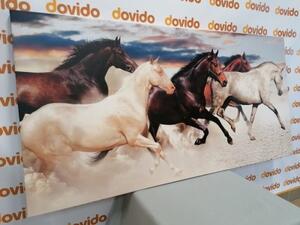Obraz stádo koní - 100x50 cm